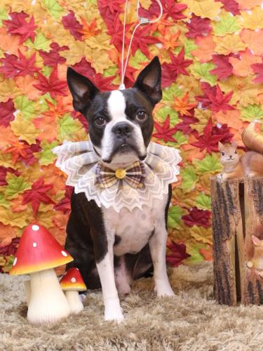 20241124ＡＤくん